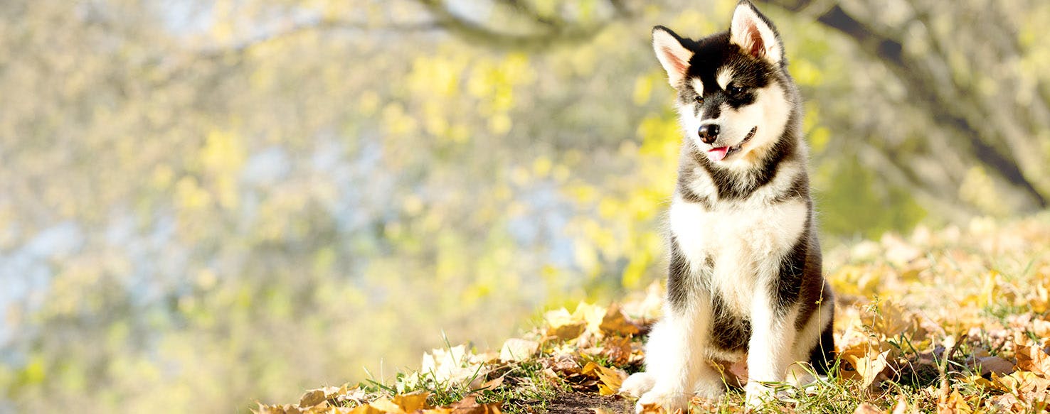 What Does The Dog Symbolize In The Great Gatsby